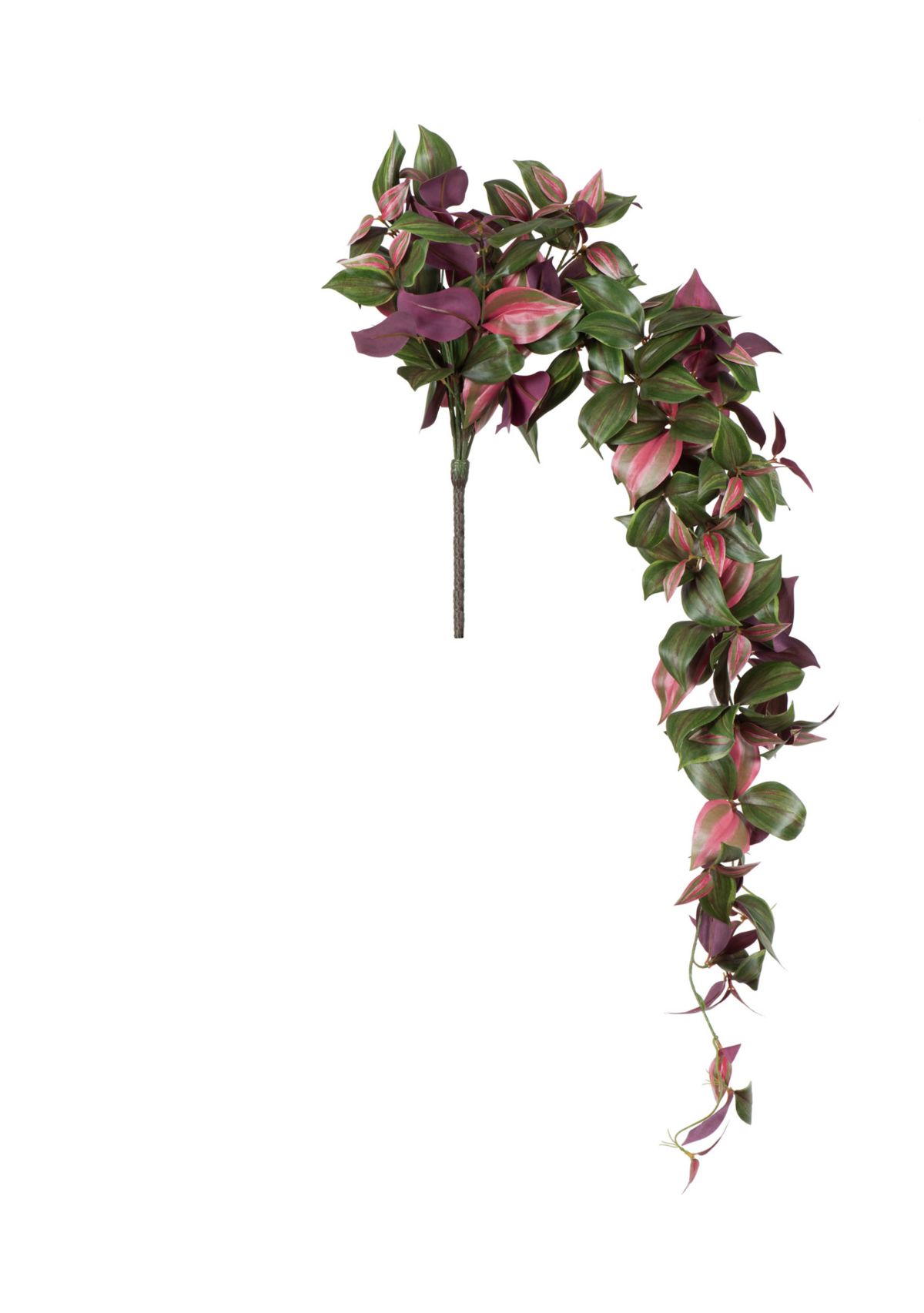 Wandering Jew Hanging Bush