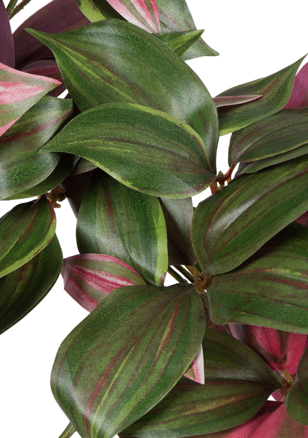 Wandering Jew Hanging Bush