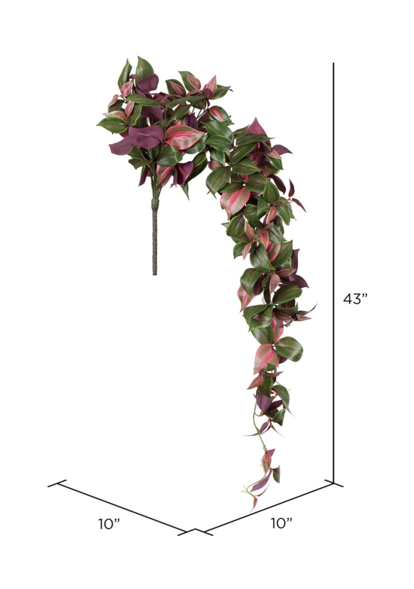 Wandering Jew Hanging Bush