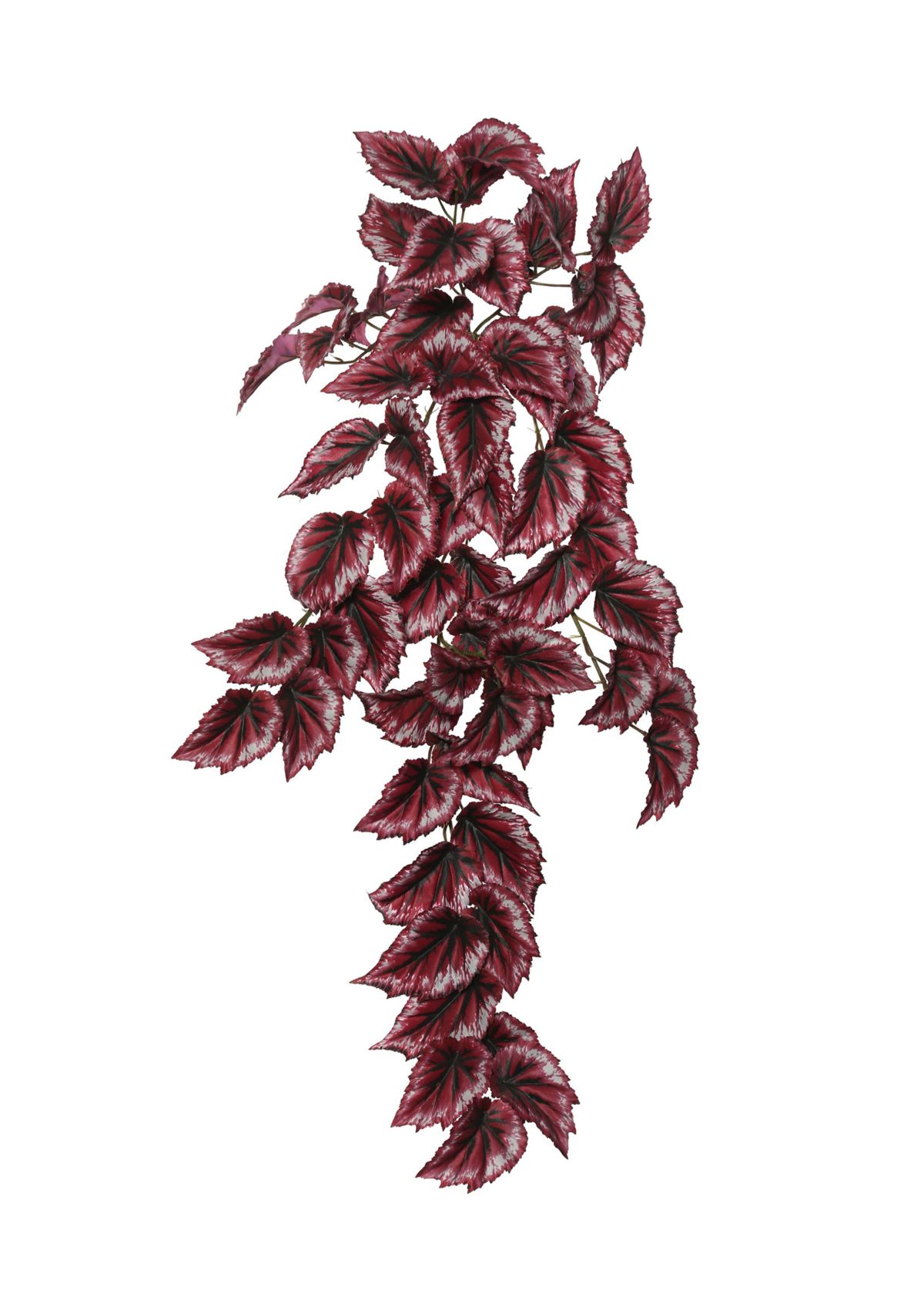 Begonia Hanging Bush