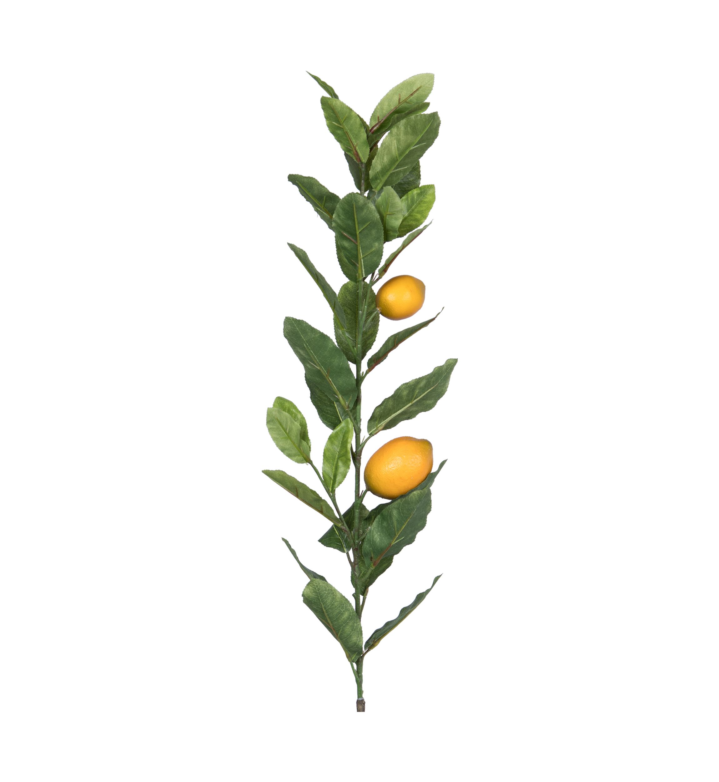 Lemon Branch with Leaves
