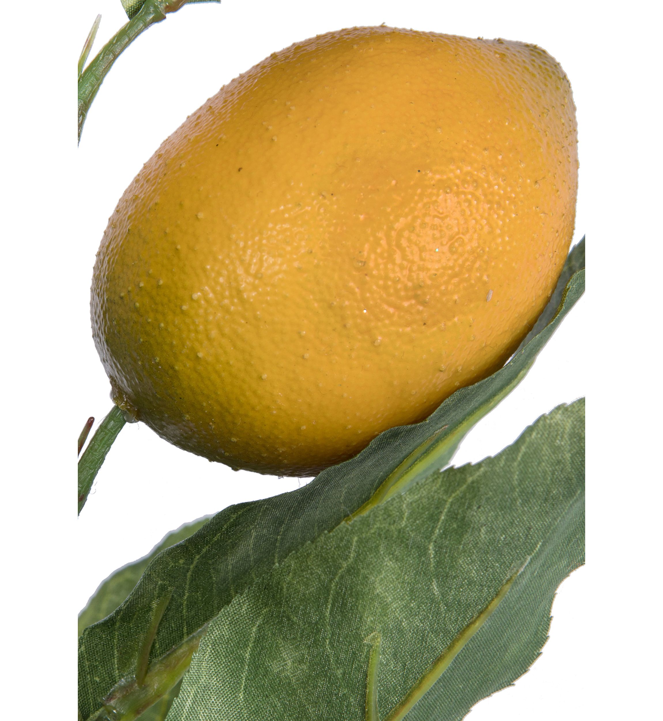 Lemon Branch with Leaves