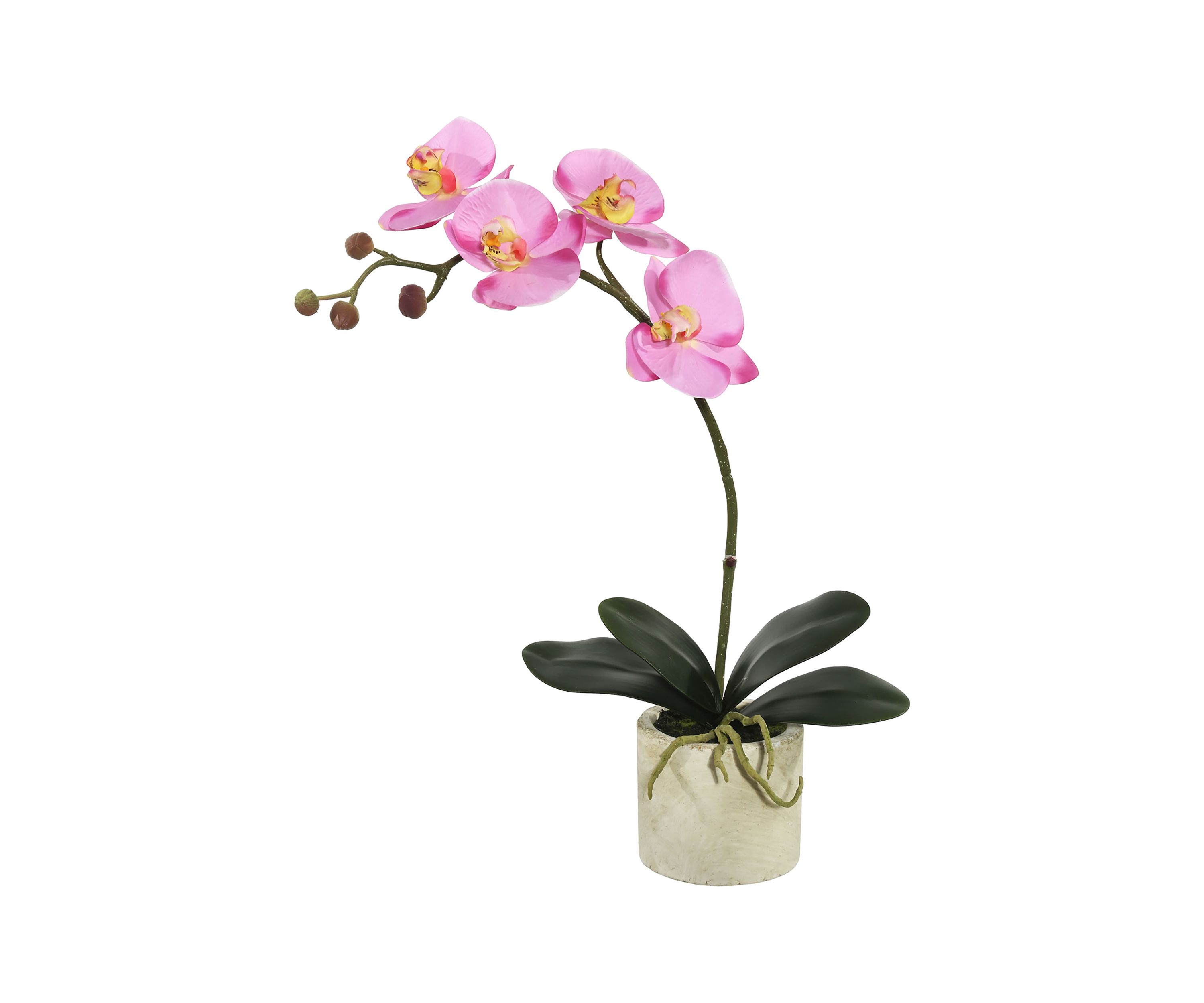 Lavender Orchid