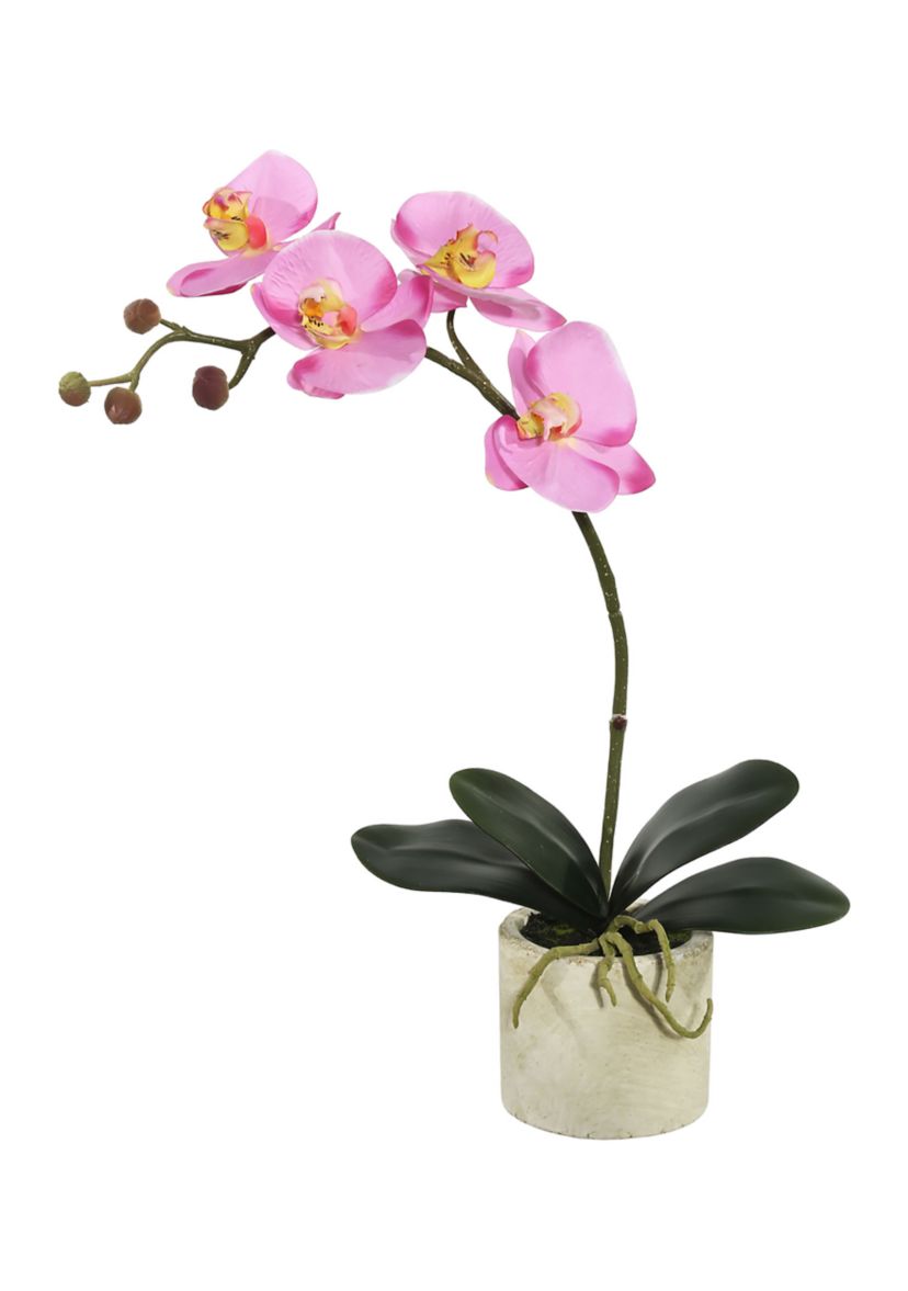 Lavender Orchid