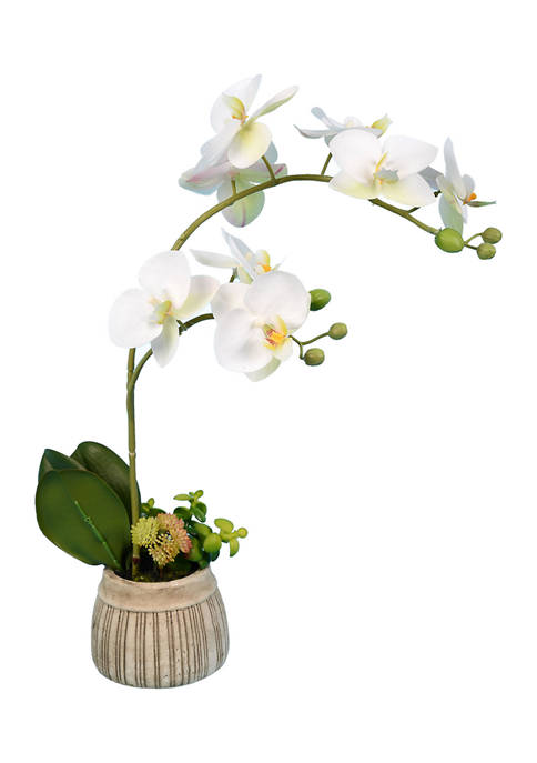 Vickerman White Orchid in Ceramic Pot