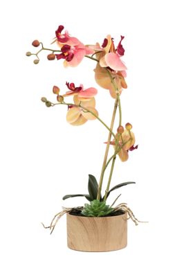 Pink and Orange Phalaenopsis Orchid and Succulent Arrangement