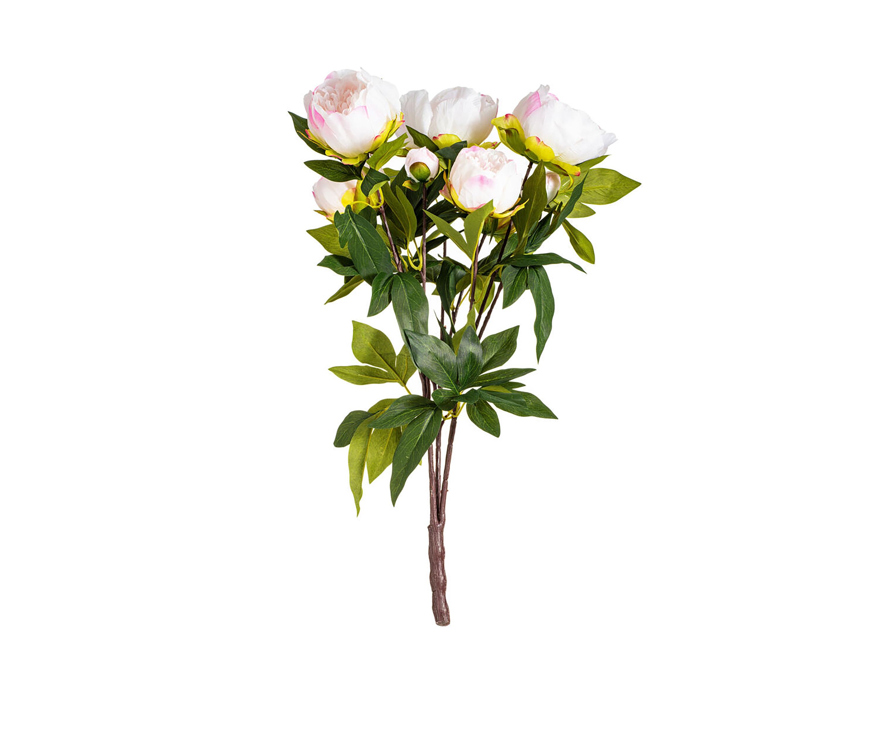 Cream and Pink Peony Bush