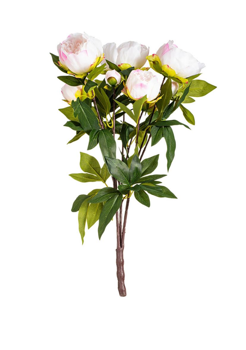 Cream and Pink Peony Bush