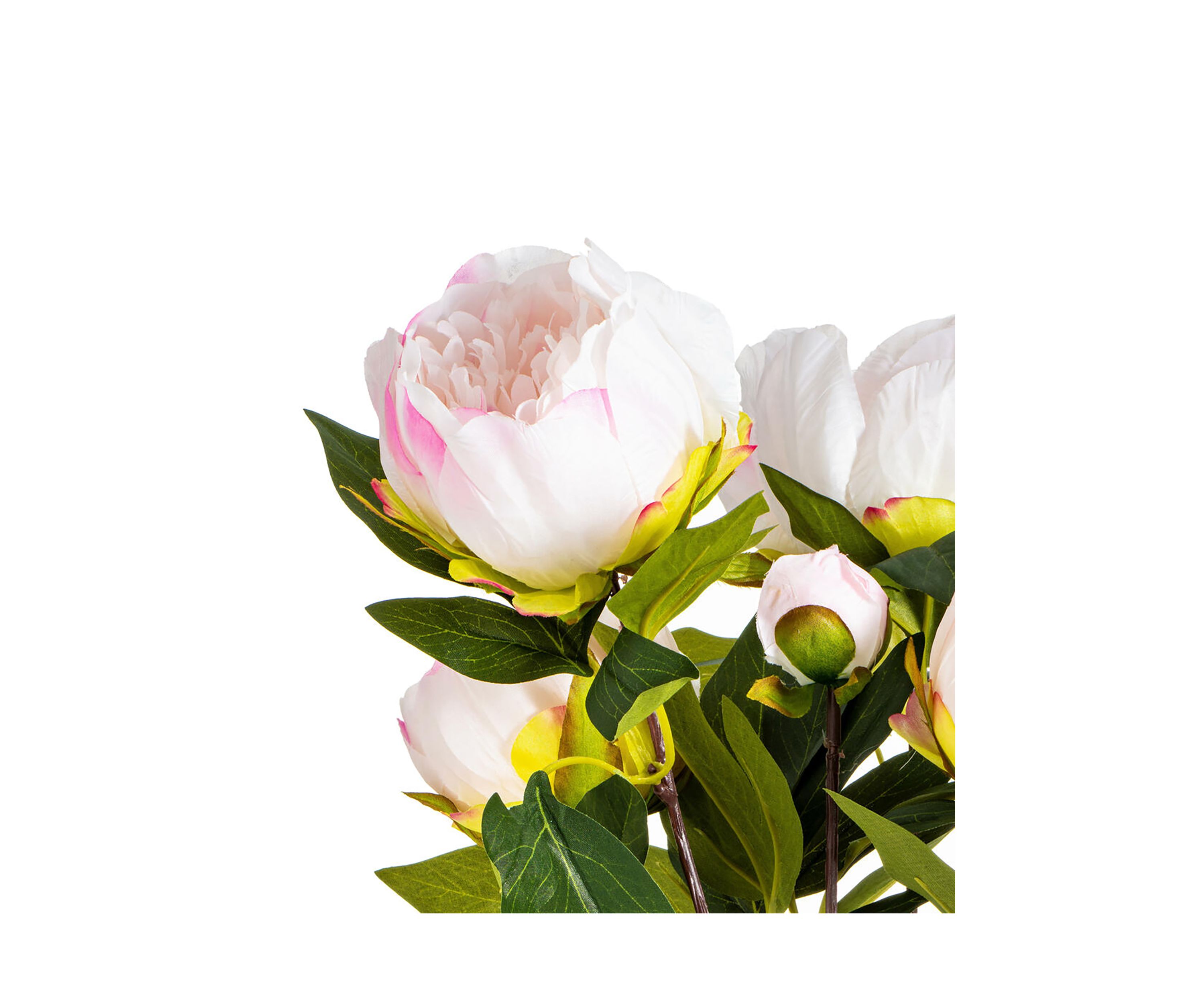 Cream and Pink Peony Bush