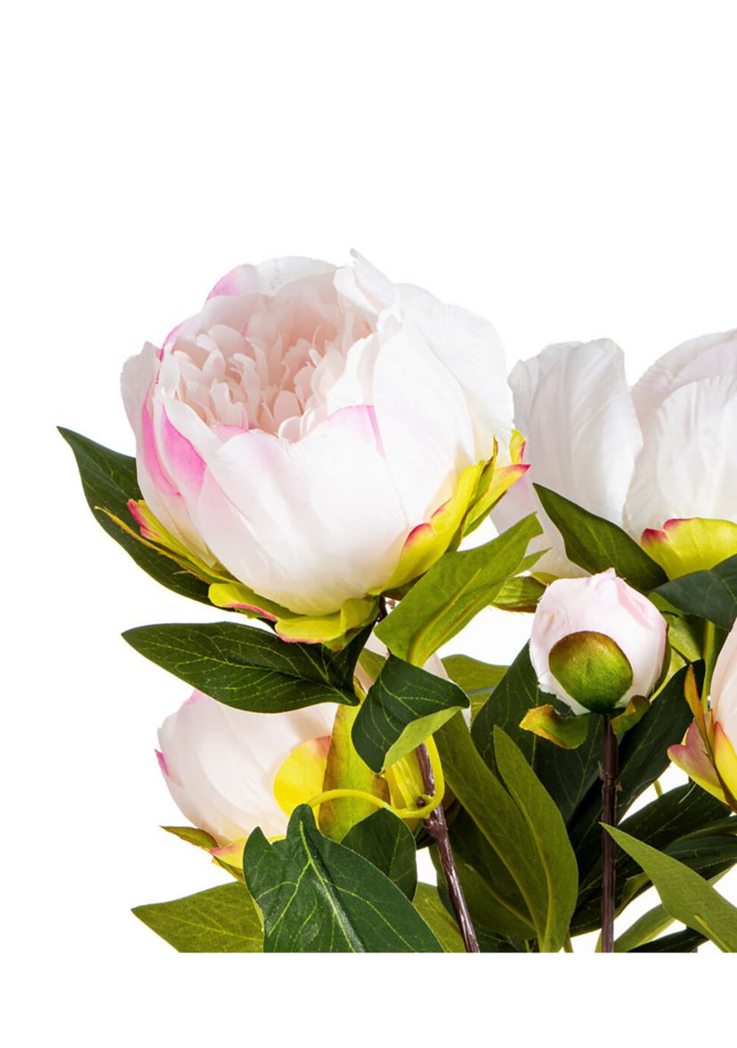 Cream and Pink Peony Bush