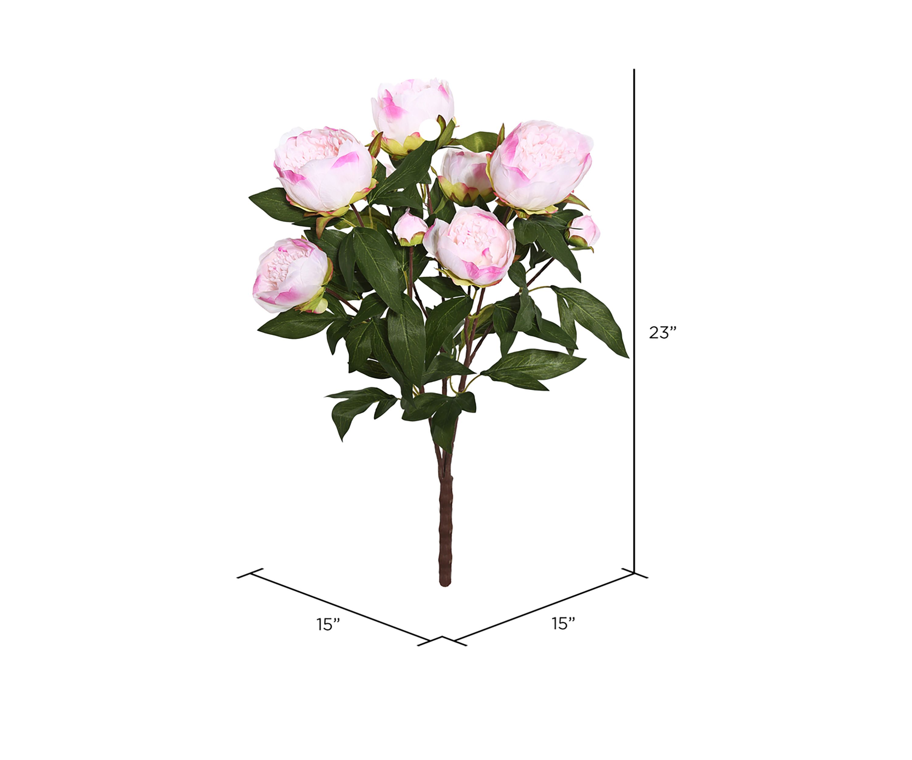 Cream and Pink Peony Bush