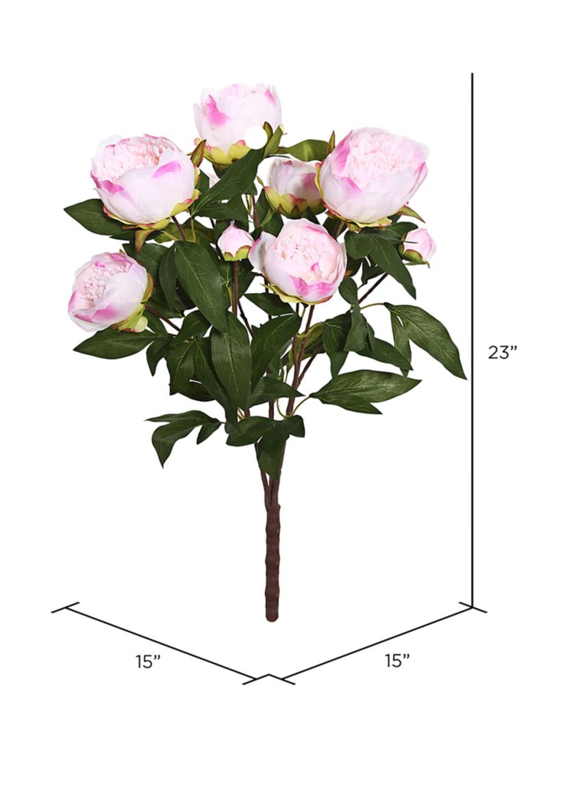 Cream and Pink Peony Bush