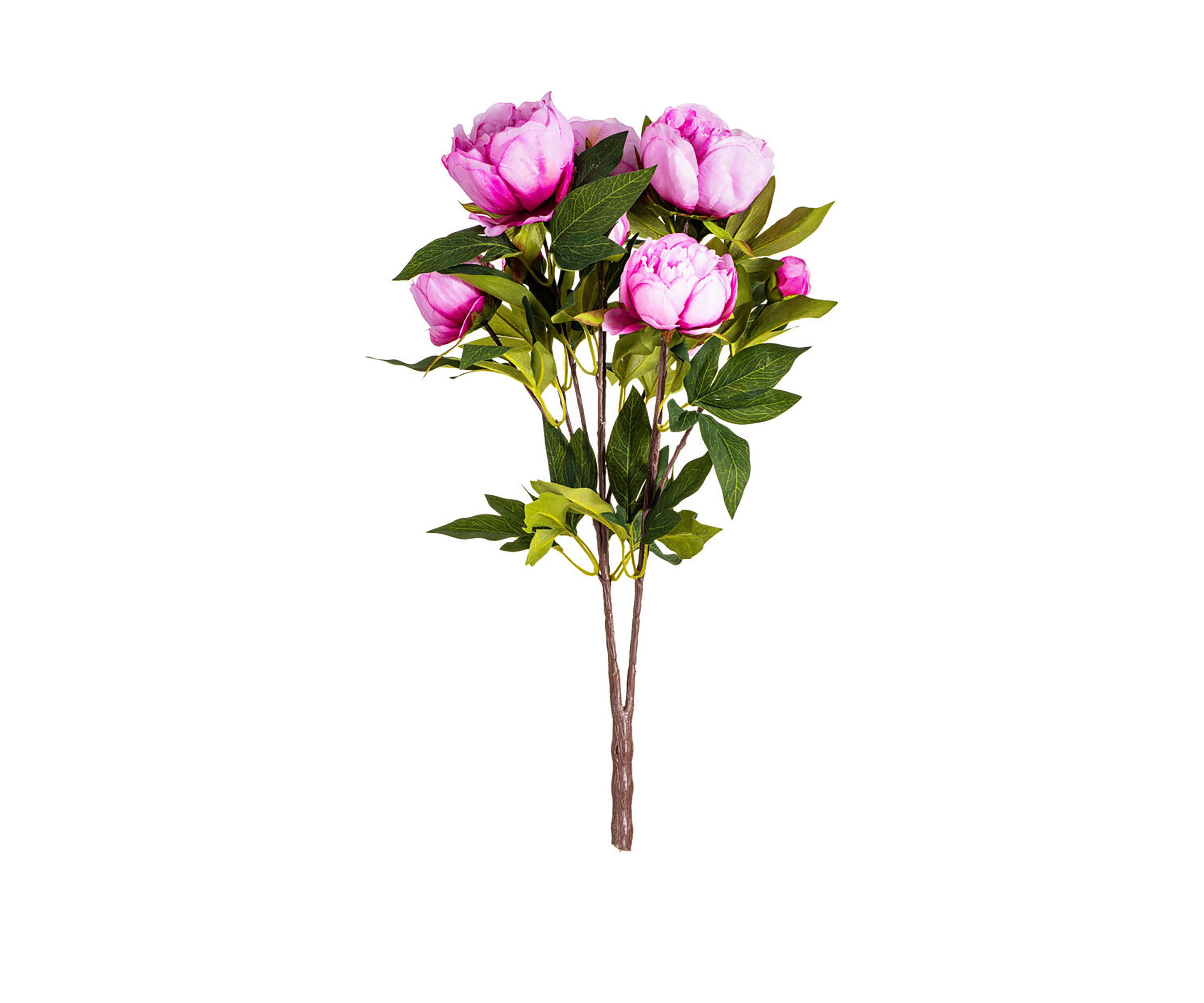 Cerise Peony Bush