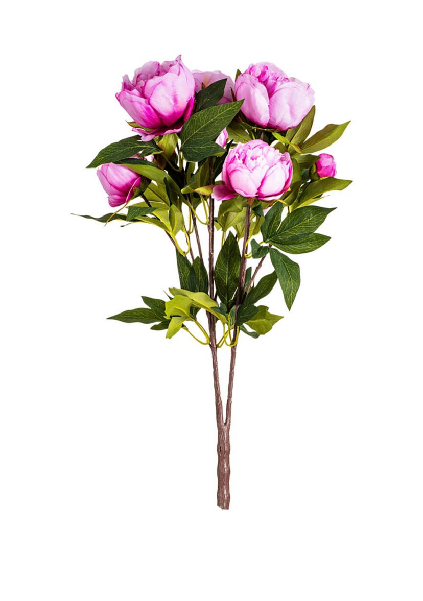 Cerise Peony Bush