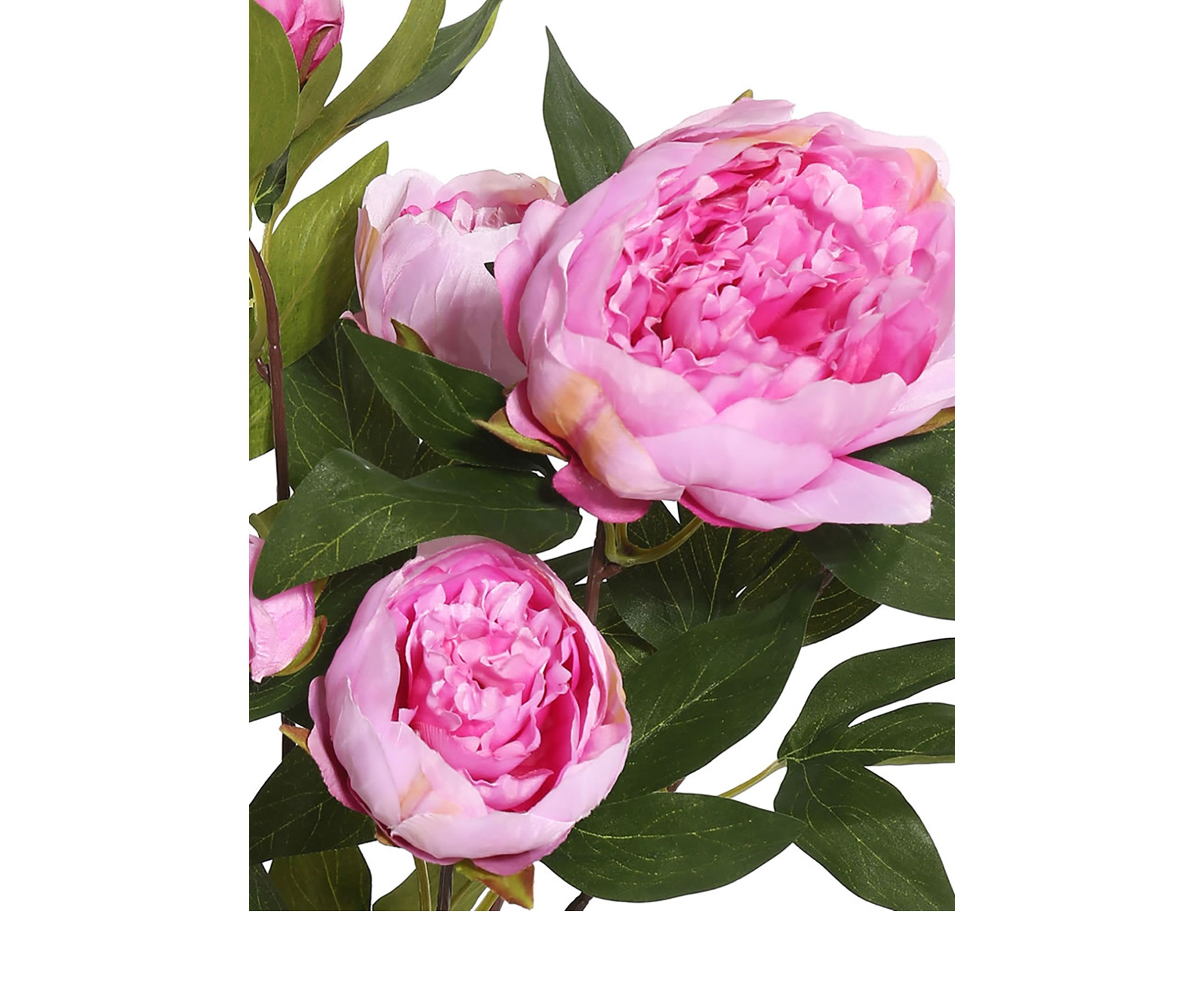 Cerise Peony Bush