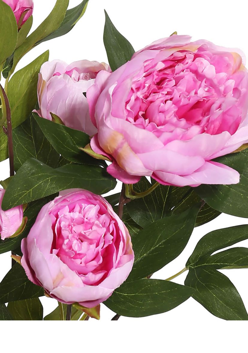 Cerise Peony Bush