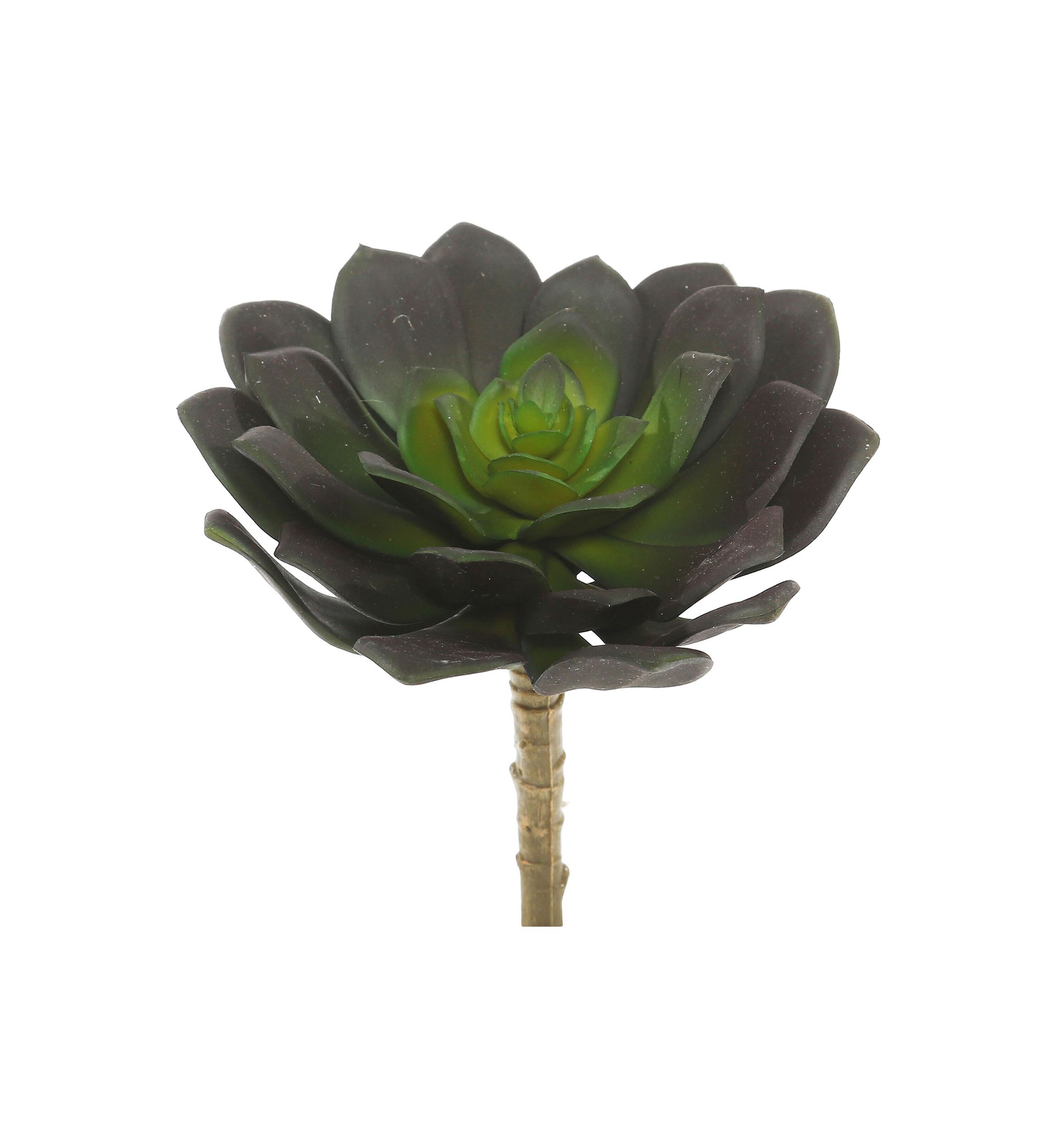 Green Echeveria Pick