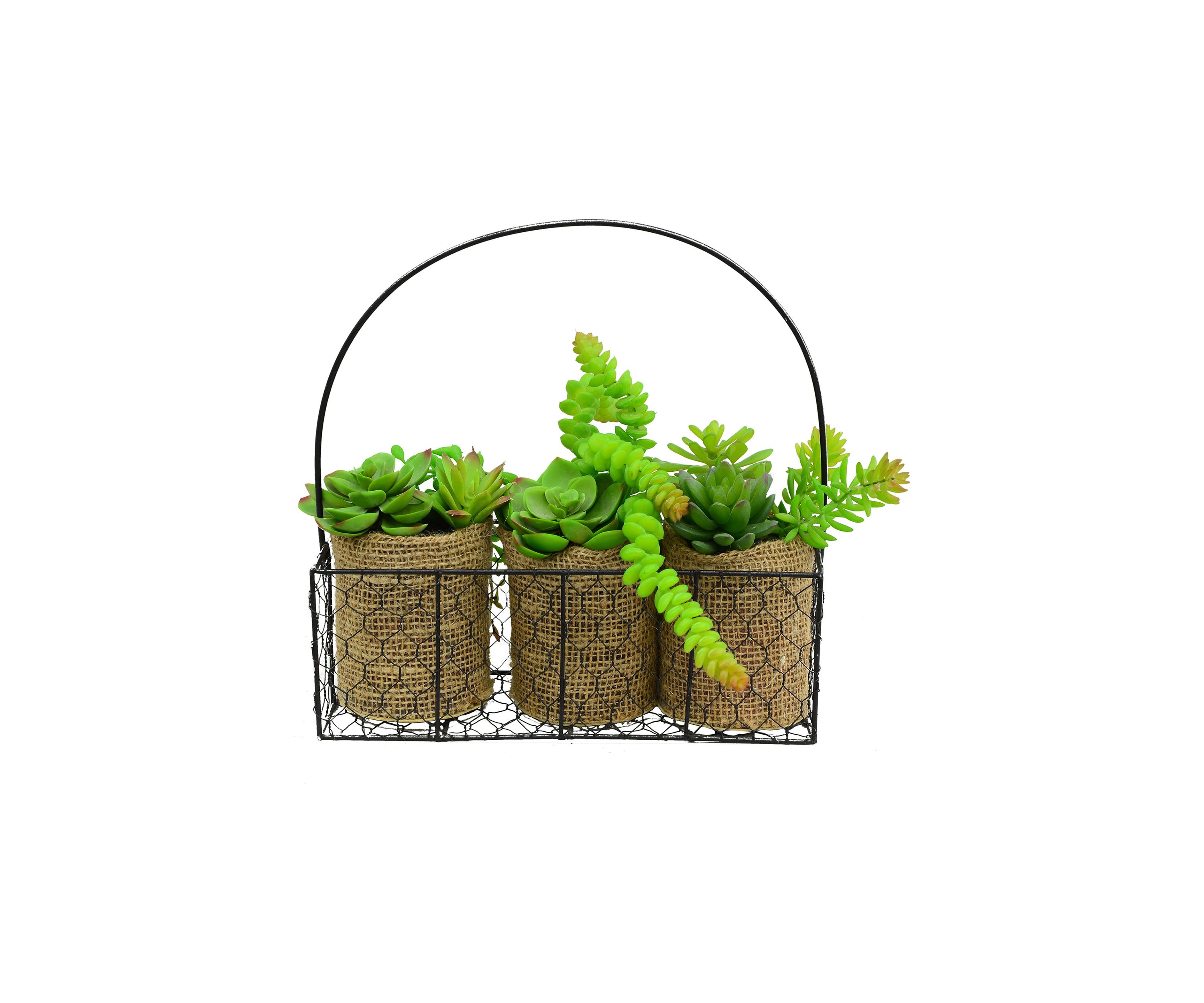 Assorted Succulents in Galvanized Hanger