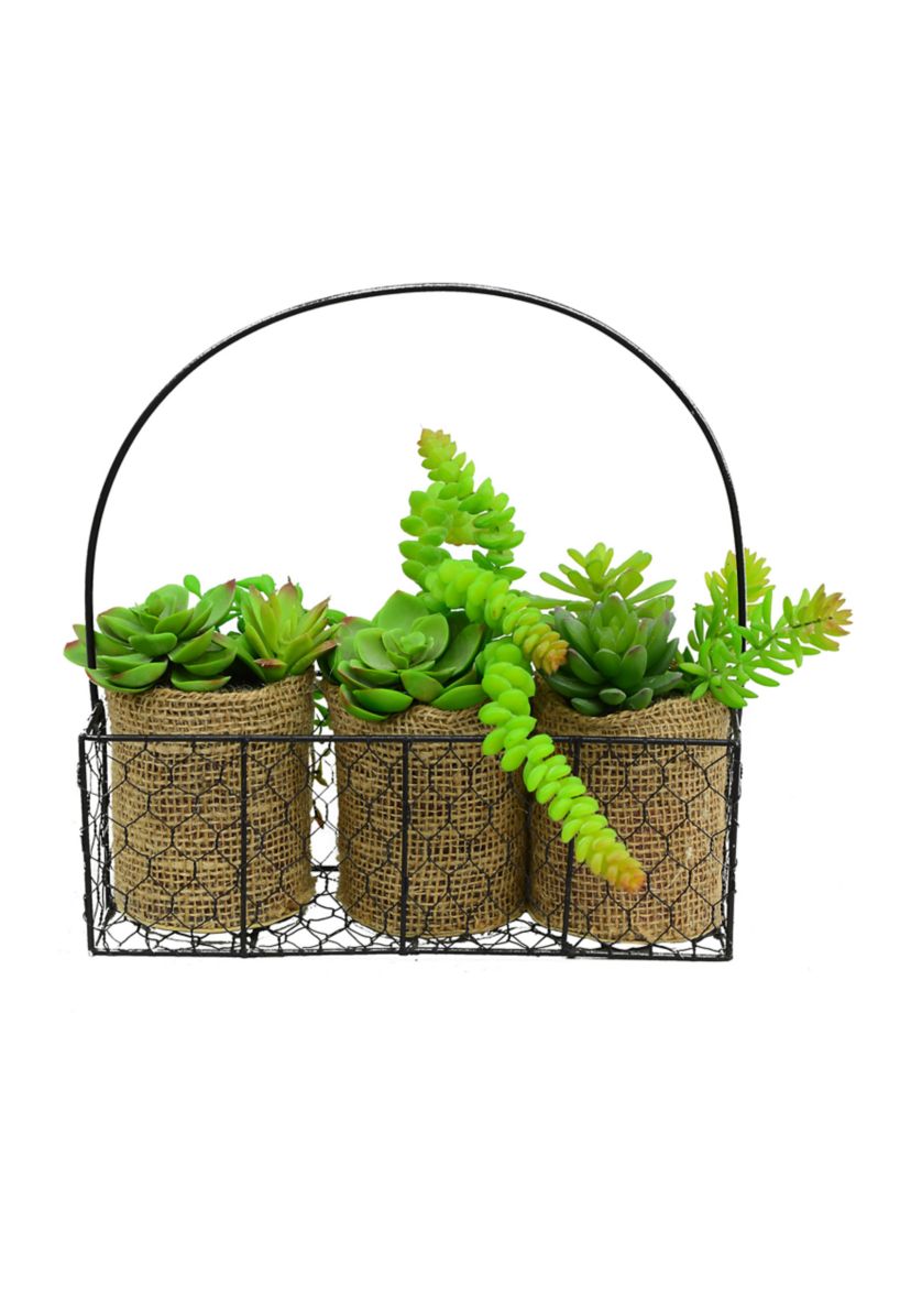 Assorted Succulents in Galvanized Hanger