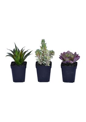 Vickerman Artificial Succulent, Plastic Planters Pot, Set of 3
