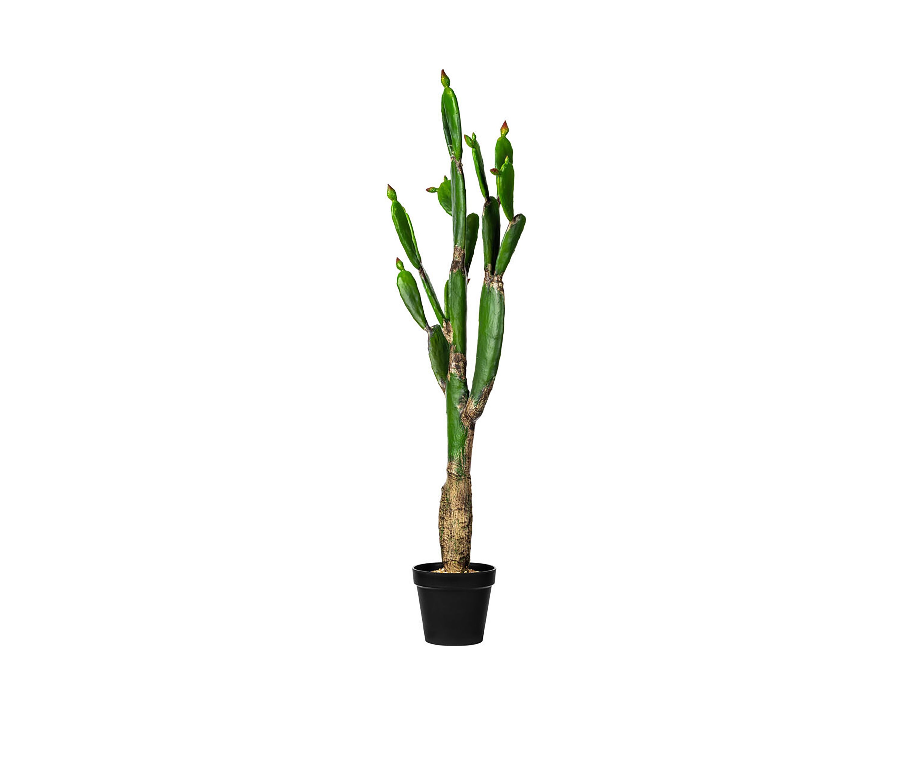Green Cactus in Plastic Planters Pot