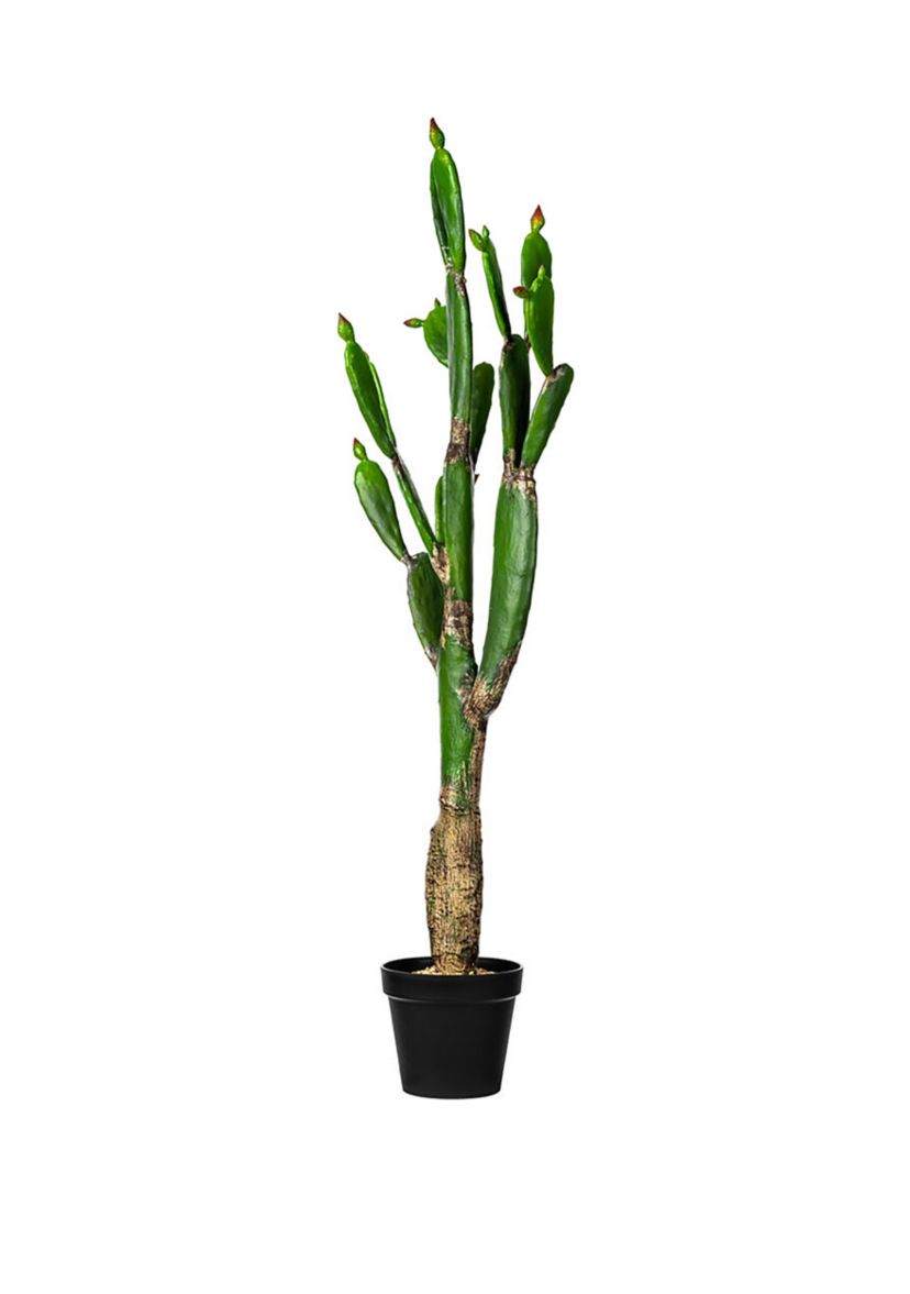 Green Cactus in Plastic Planters Pot