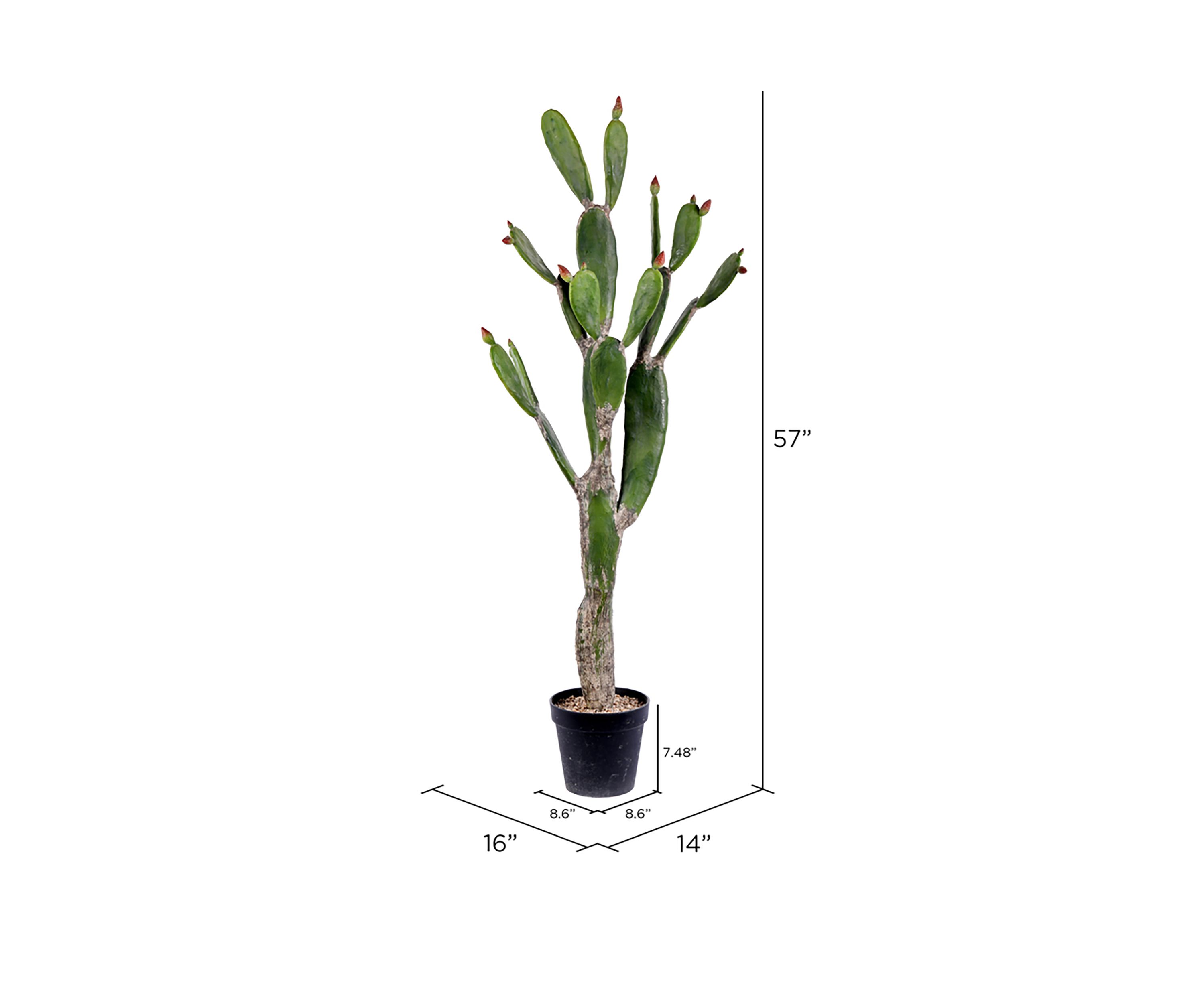 Green Cactus in Plastic Planters Pot