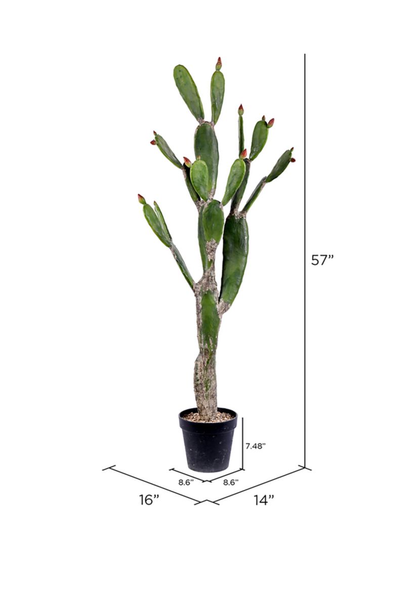 Green Cactus in Plastic Planters Pot