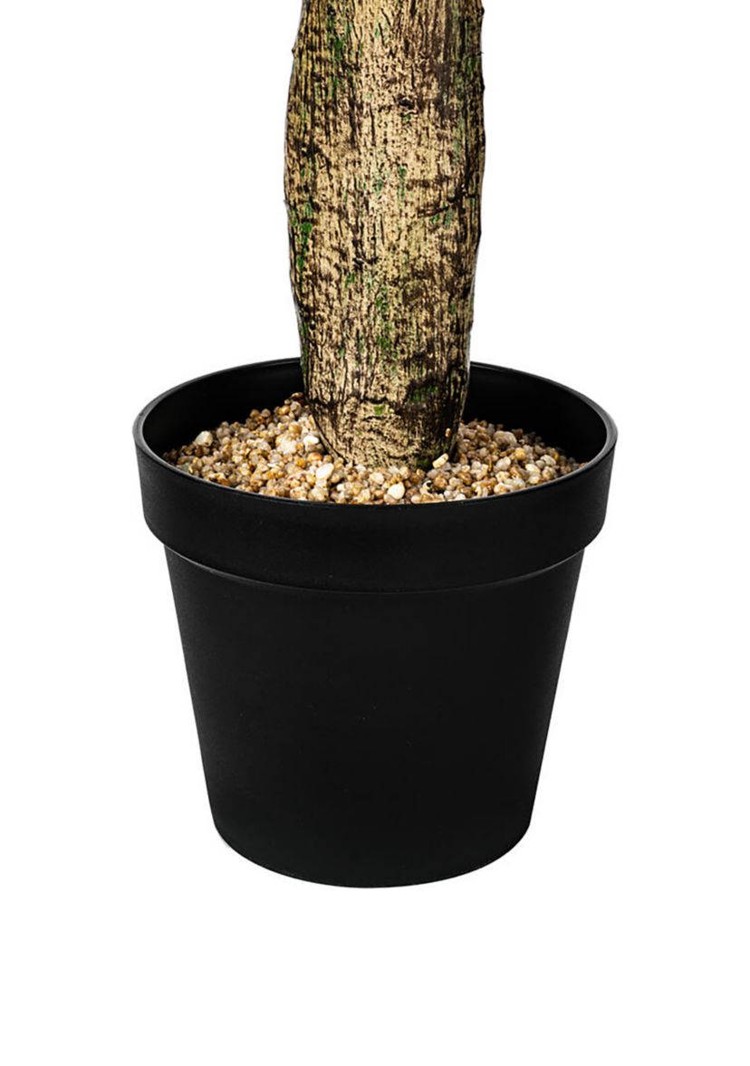 Green Cactus in Plastic Planters Pot
