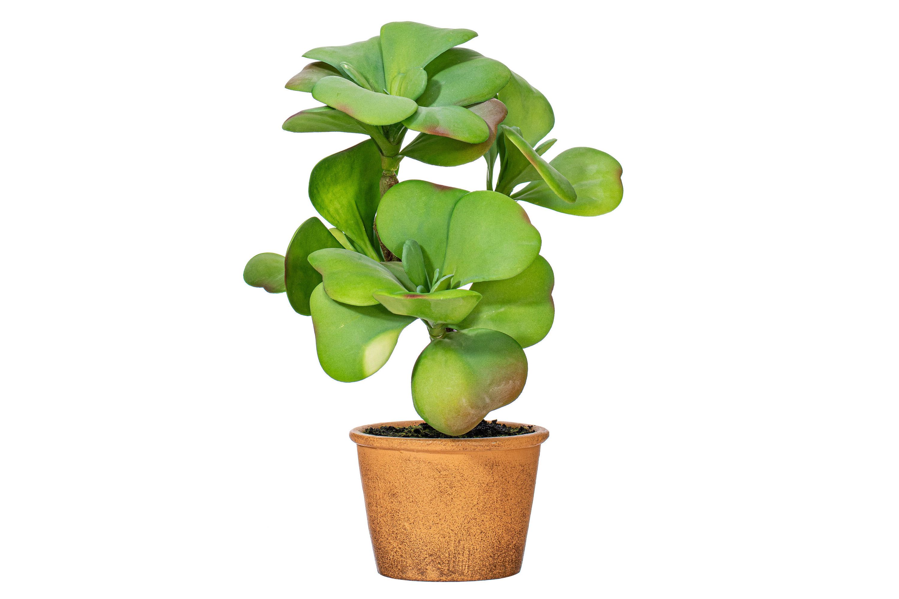 Vickerman 14" Artificial Green Succulent, Paper Pot.