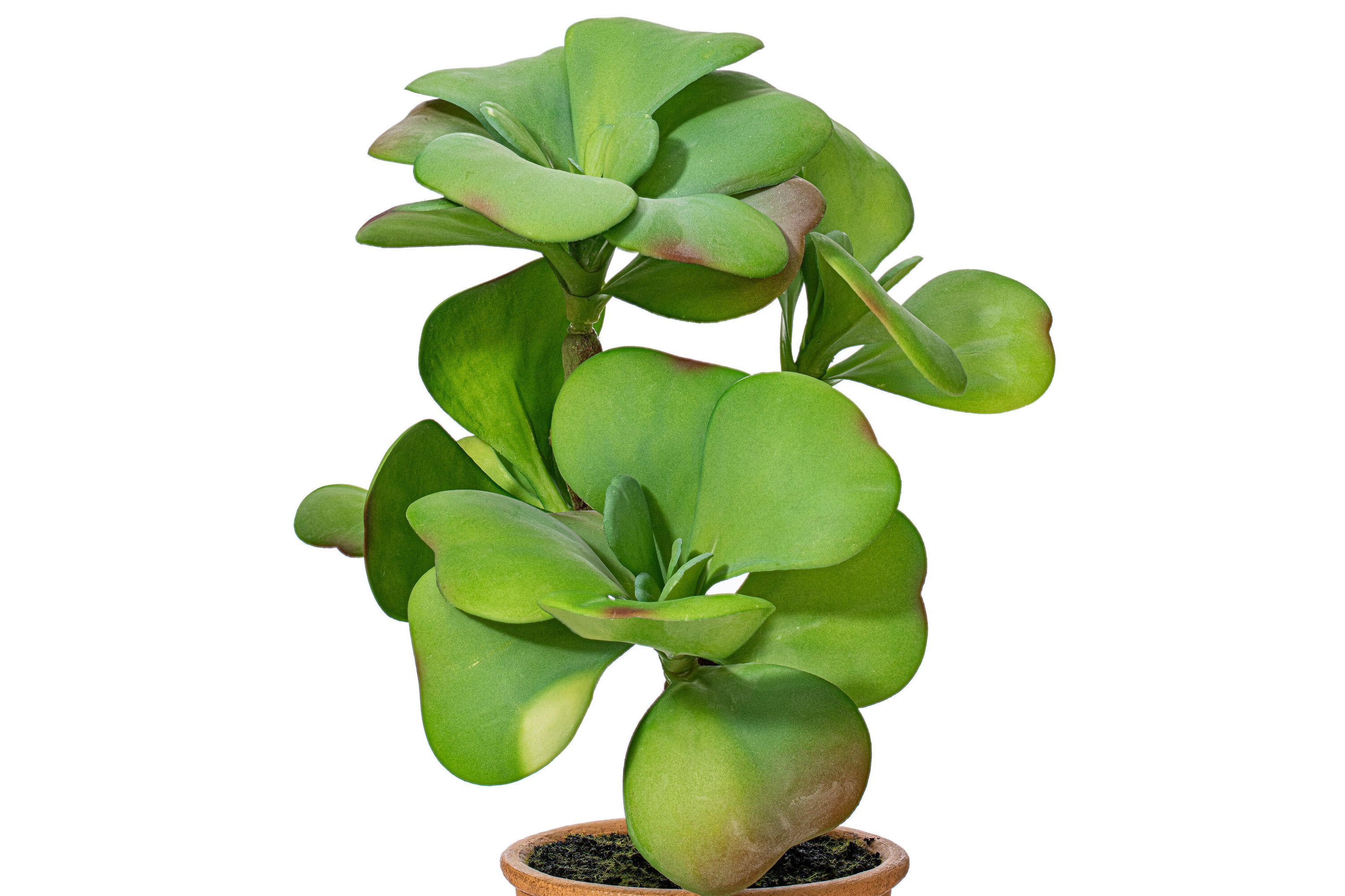 Vickerman 14" Artificial Green Succulent, Paper Pot.