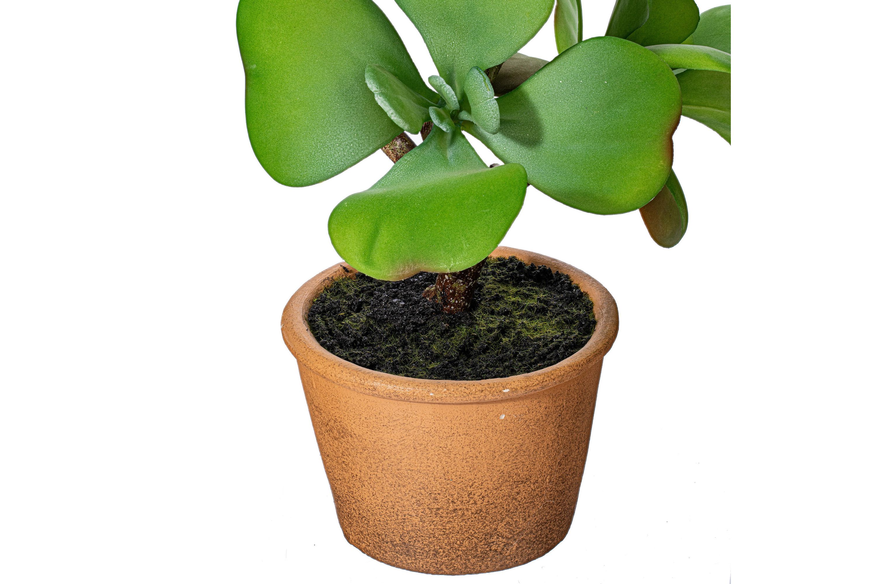 Vickerman 14" Artificial Green Succulent, Paper Pot.