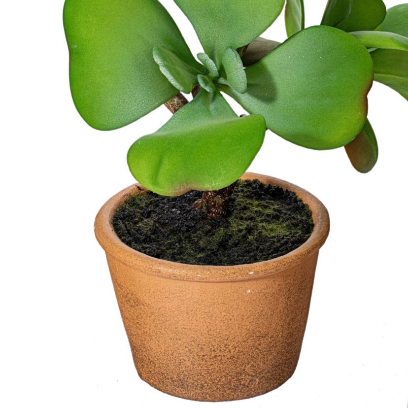 Vickerman 14" Artificial Green Succulent, Paper Pot.