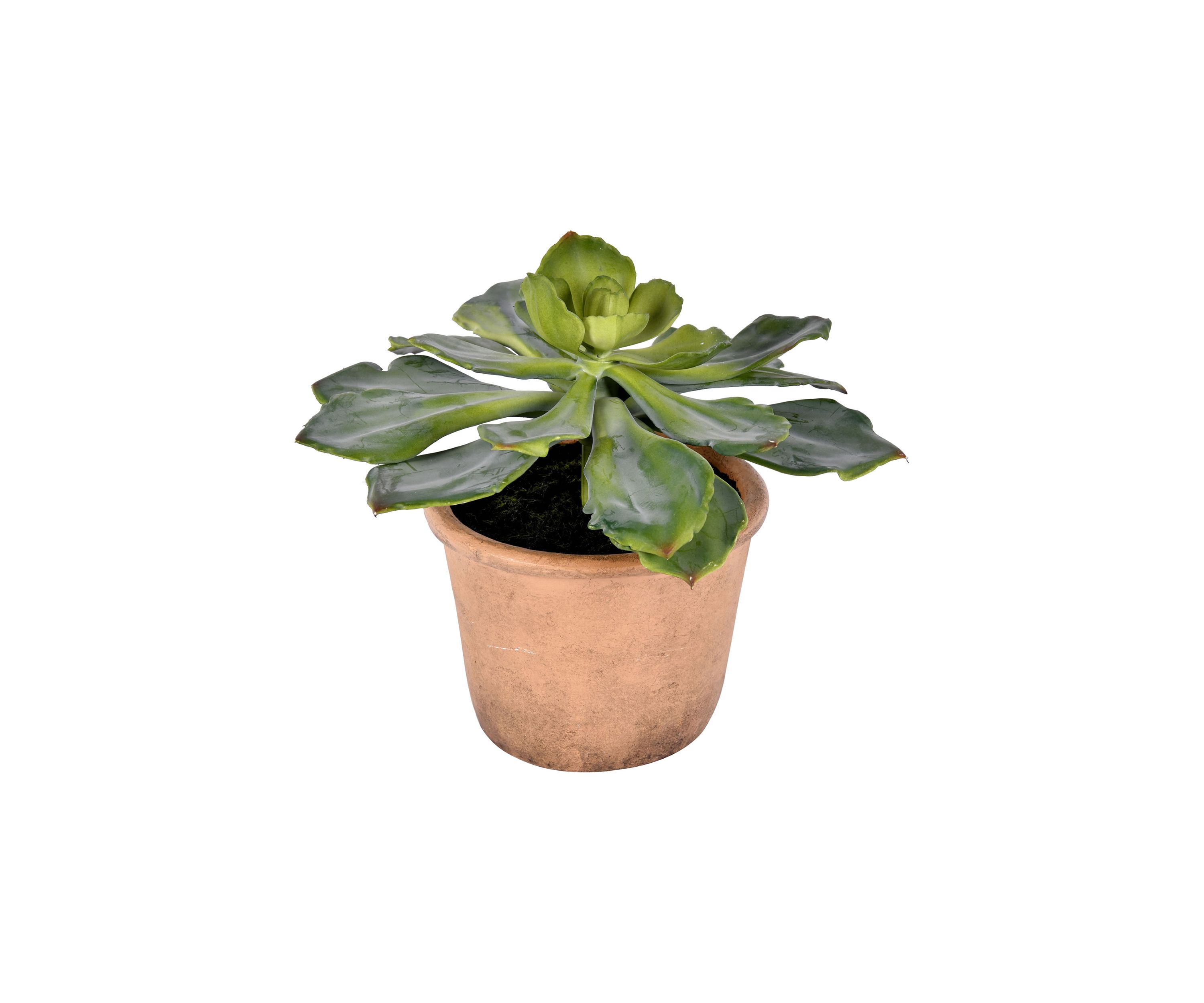 Succulent in Paper Pot