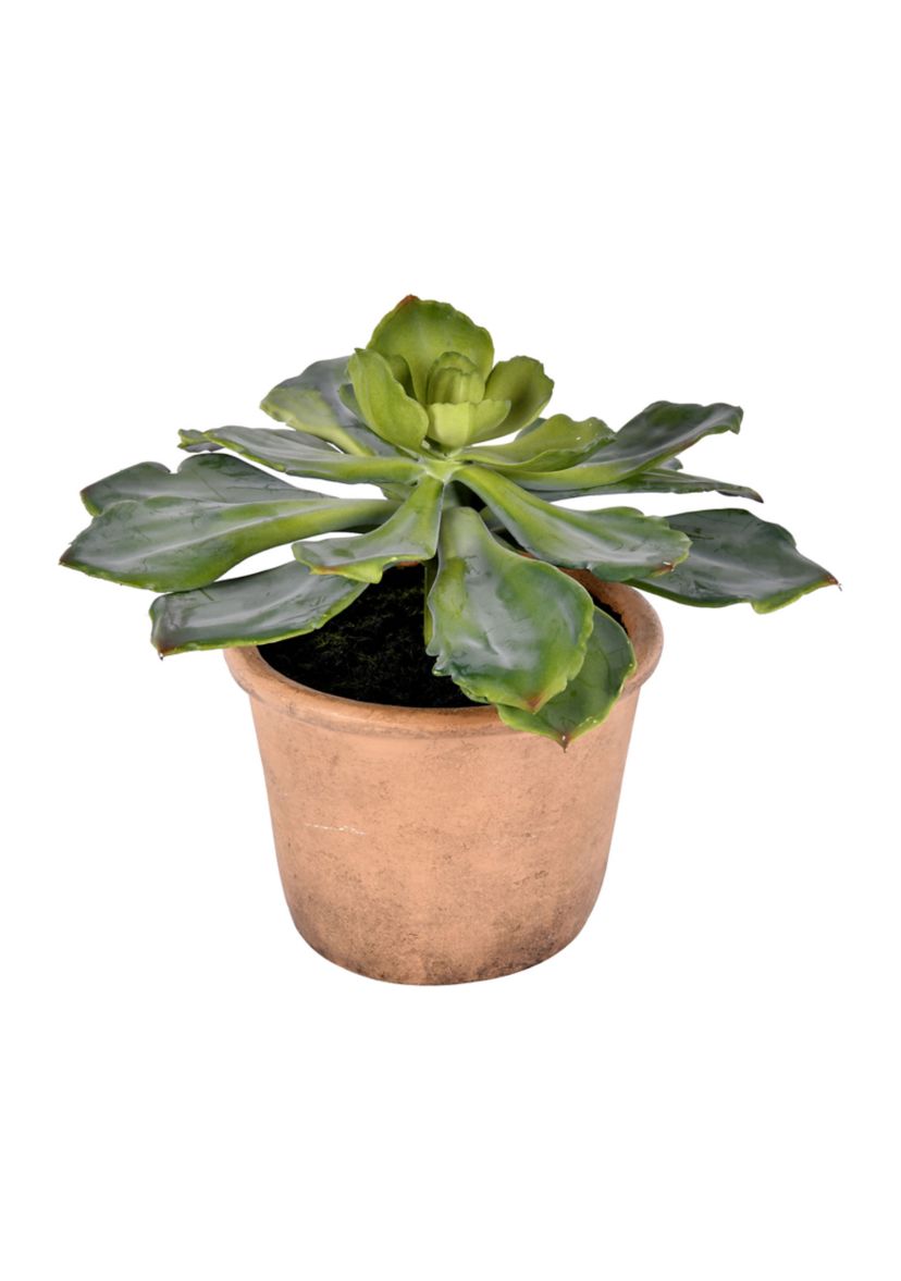 Succulent in Paper Pot