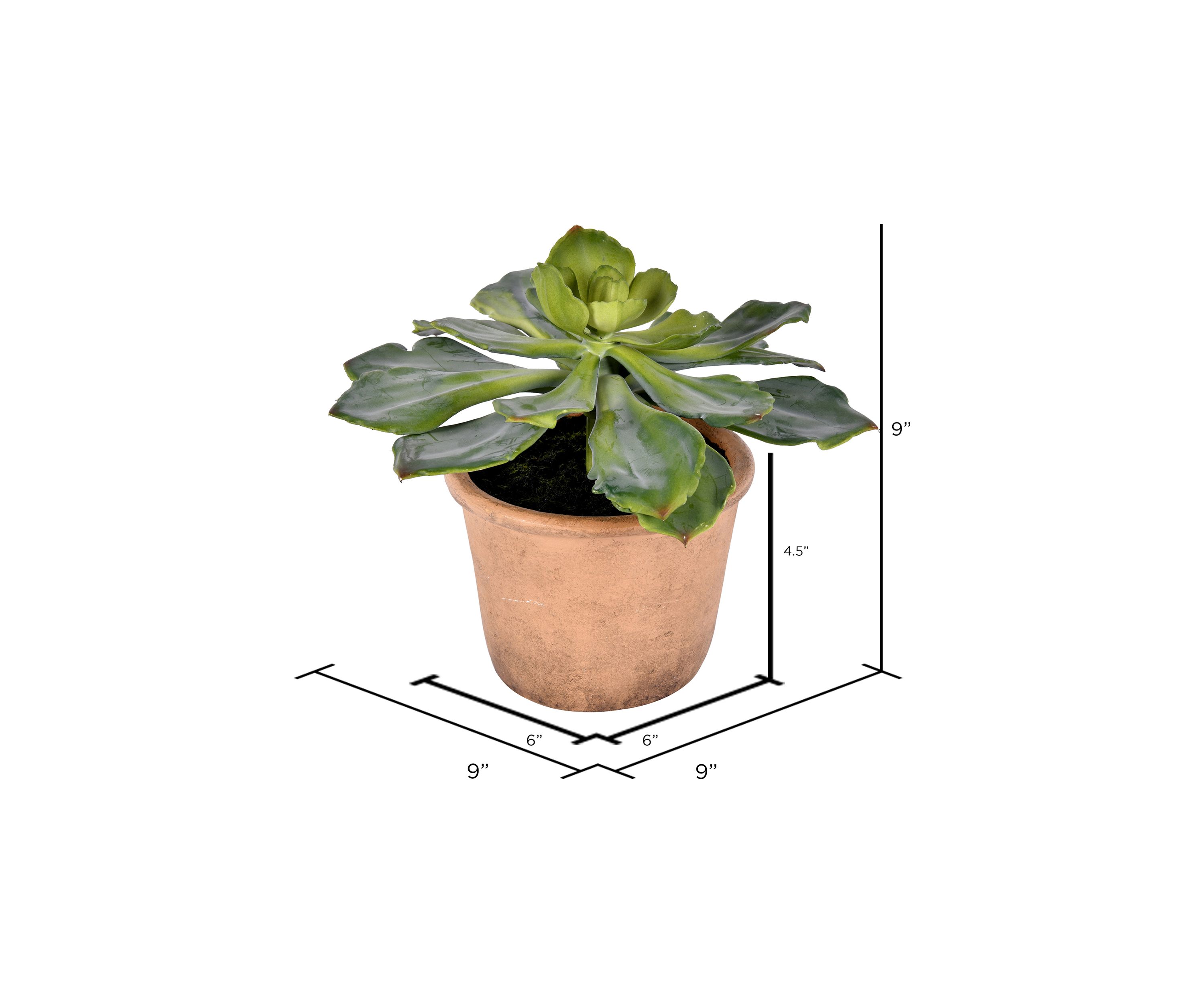 Succulent in Paper Pot
