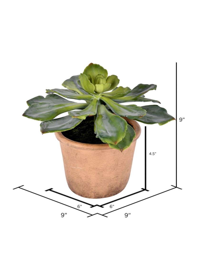 Succulent in Paper Pot