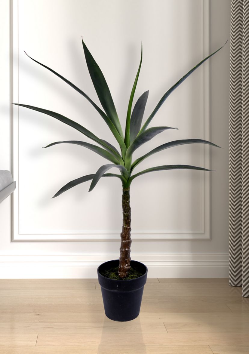 Green Yucca Tree in Black Planters Pot
