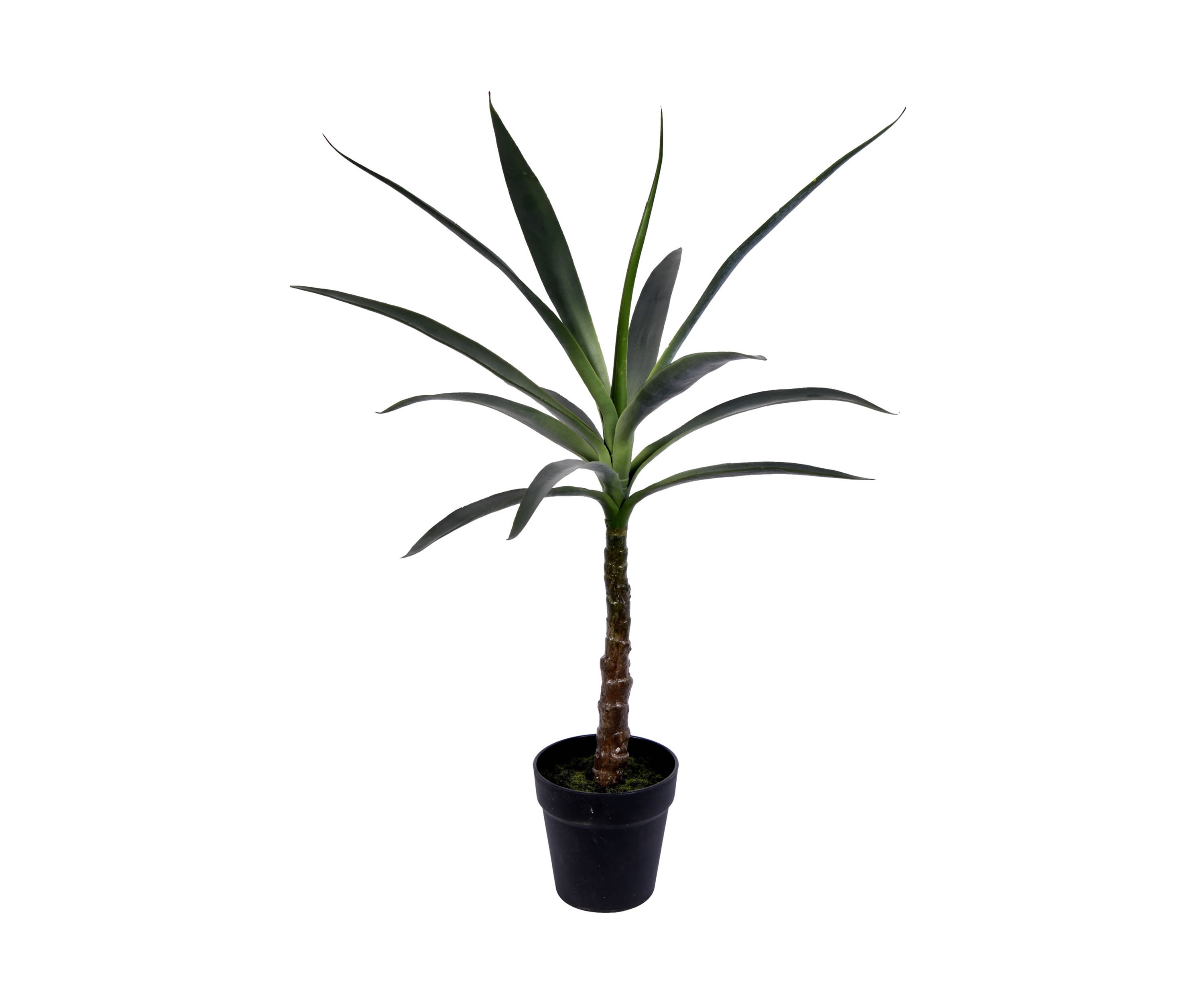 Green Yucca Tree in Black Planters Pot