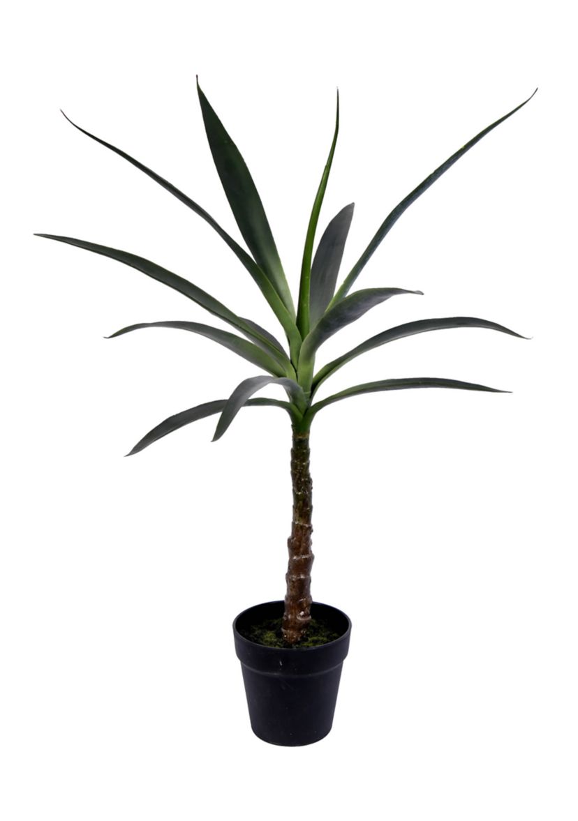 Green Yucca Tree in Black Planters Pot