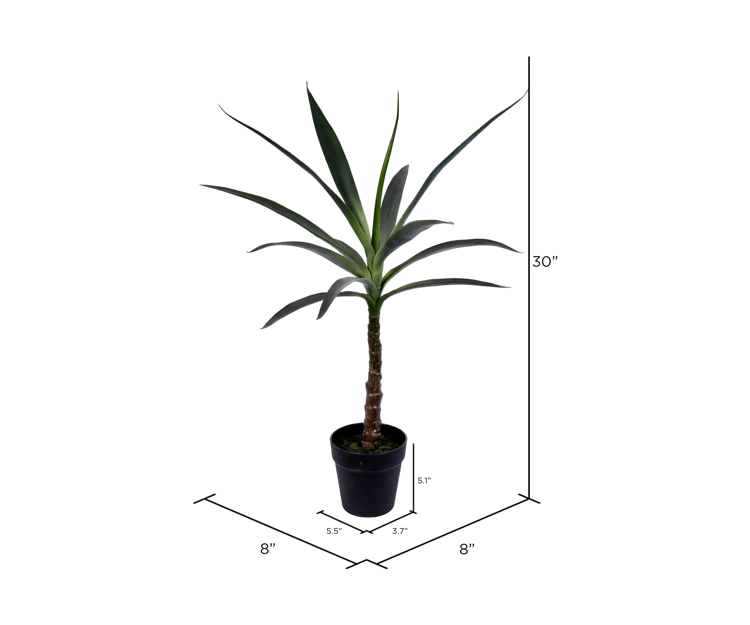 Green Yucca Tree in Black Planters Pot