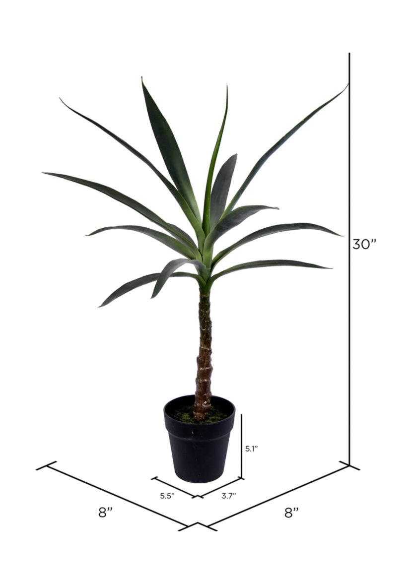Green Yucca Tree in Black Planters Pot