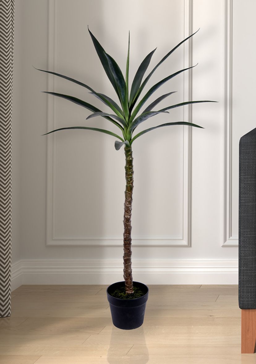 Green Yucca Tree in Black Planters Pot