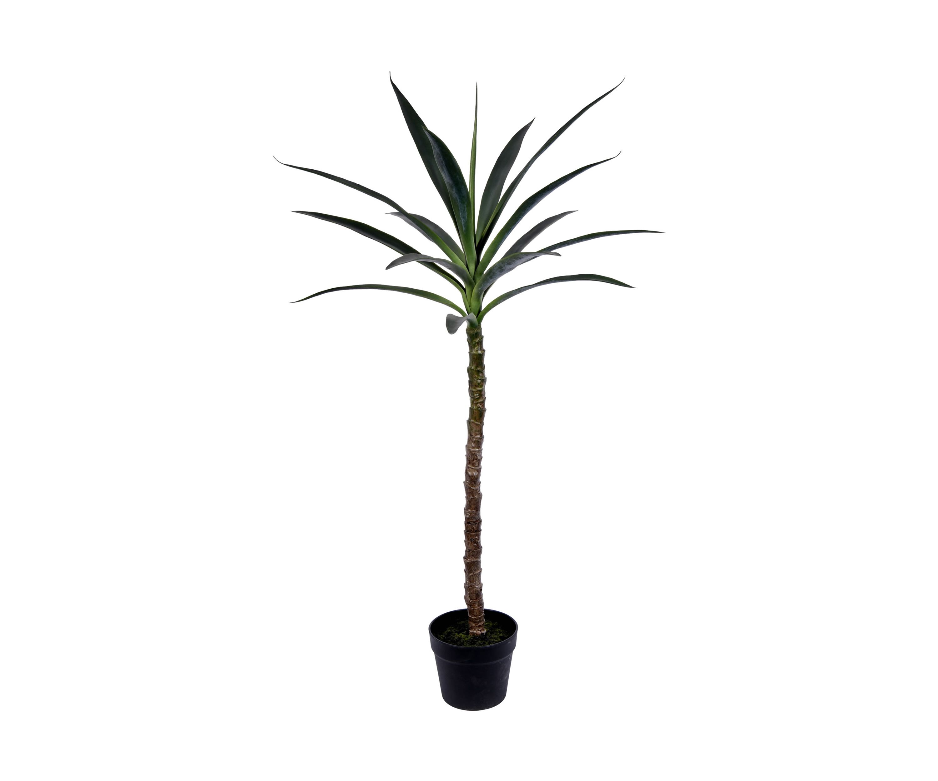 Green Yucca Tree in Black Planters Pot