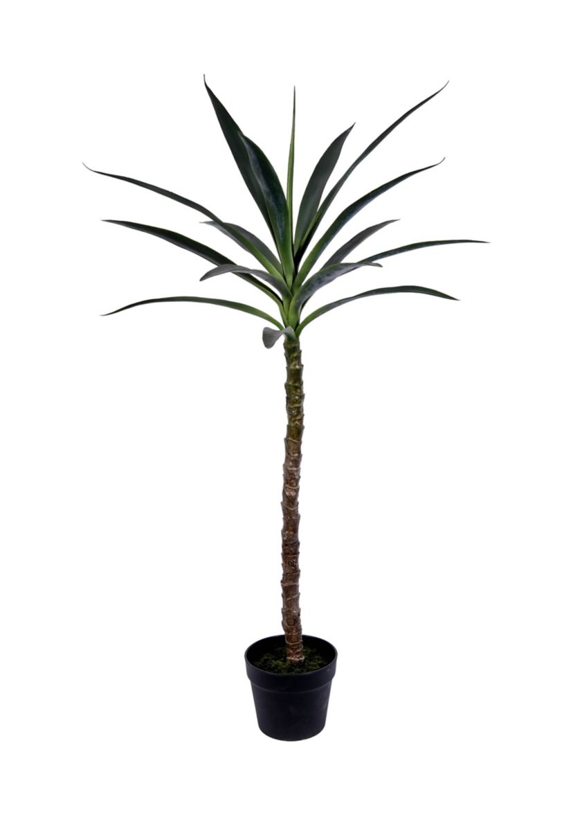 Green Yucca Tree in Black Planters Pot