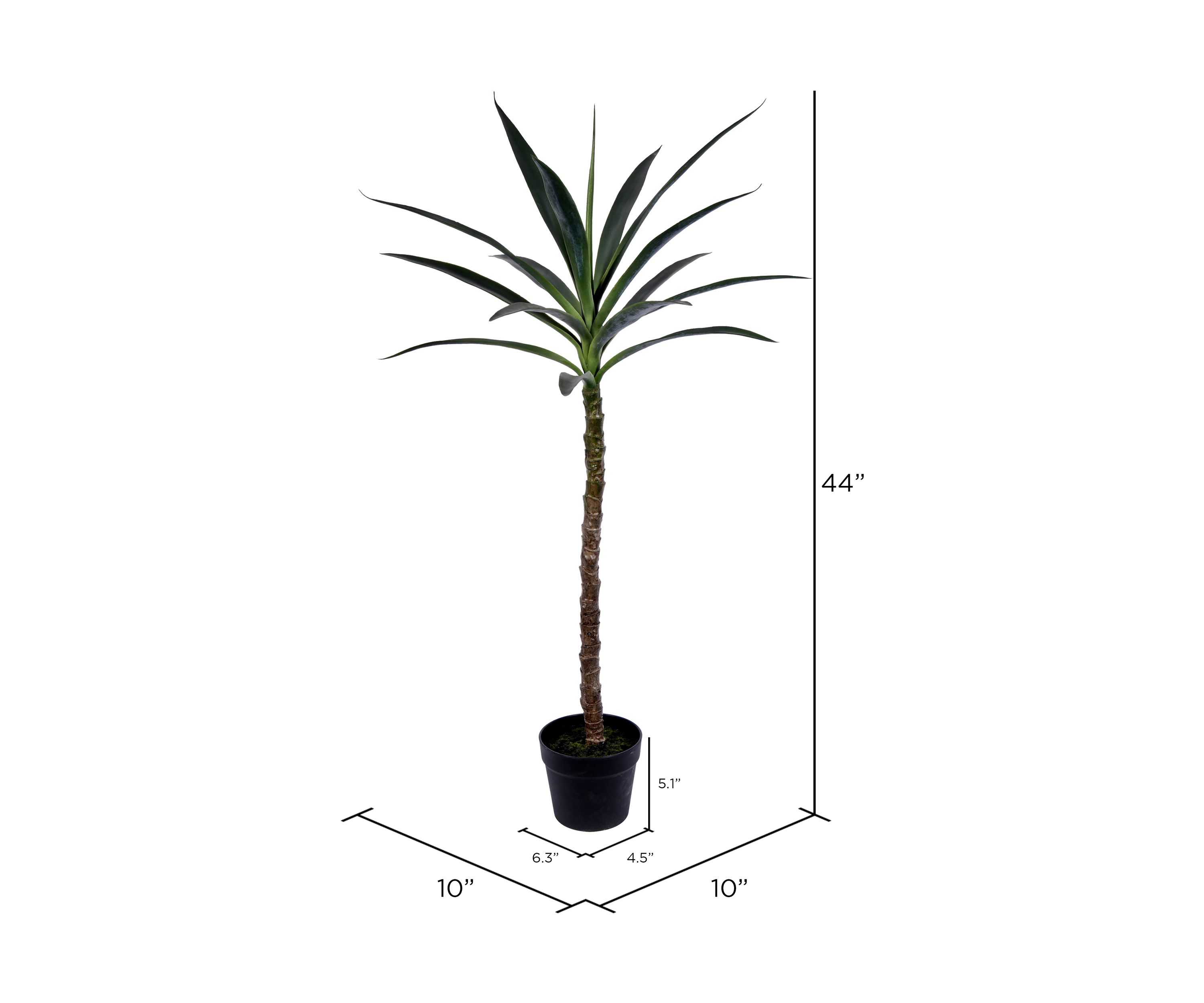 Green Yucca Tree in Black Planters Pot
