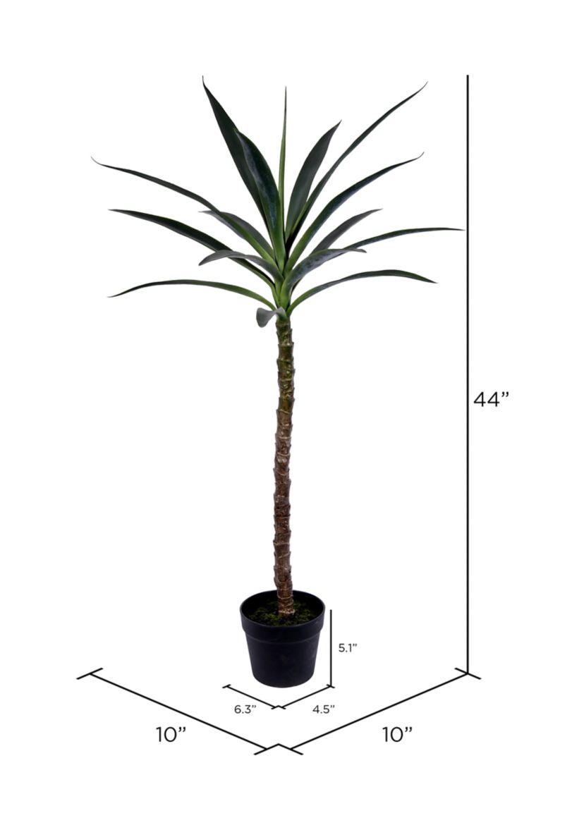 Green Yucca Tree in Black Planters Pot
