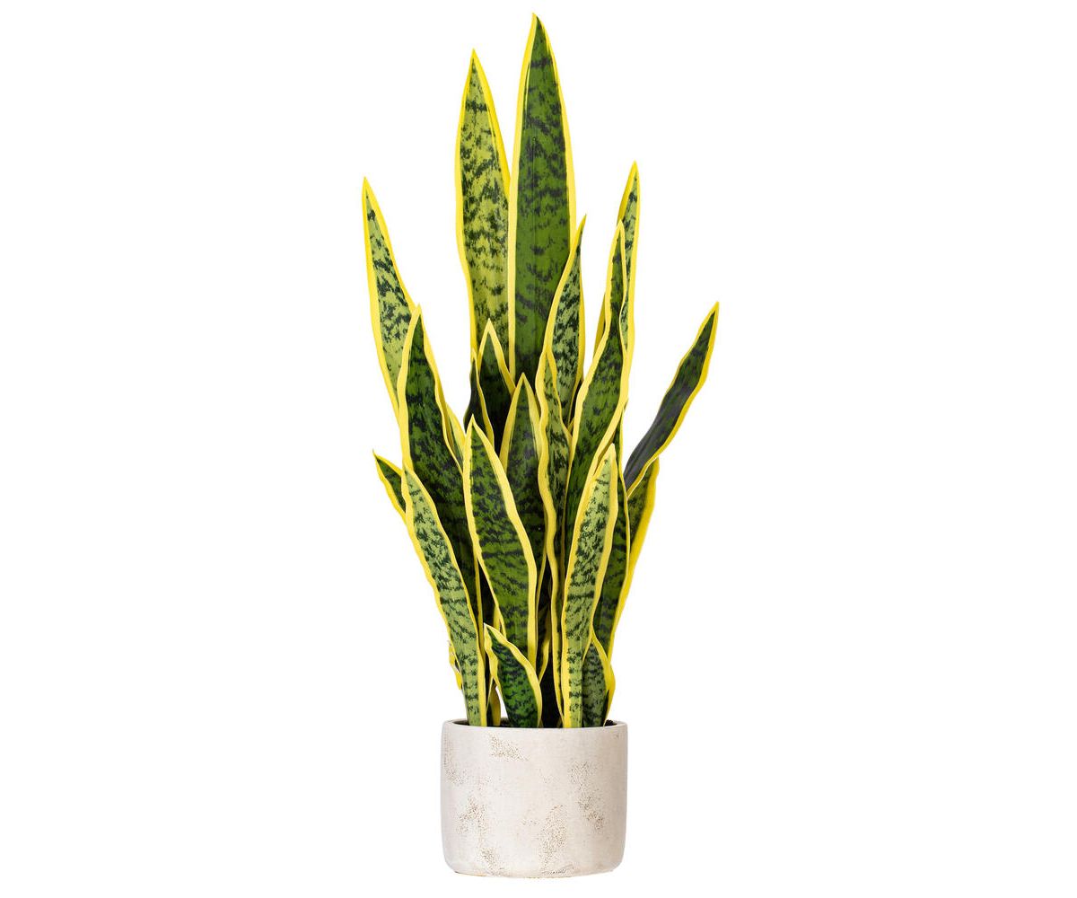 Vickerman 28" Artificial Green Snake Plant in 6 x 6 x 6" Gray Cement Pot. Green plant with yellow edges.