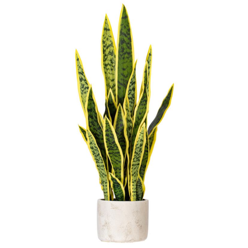 Vickerman 28" Artificial Green Snake Plant in 6 x 6 x 6" Gray Cement Pot. Green plant with yellow edges.