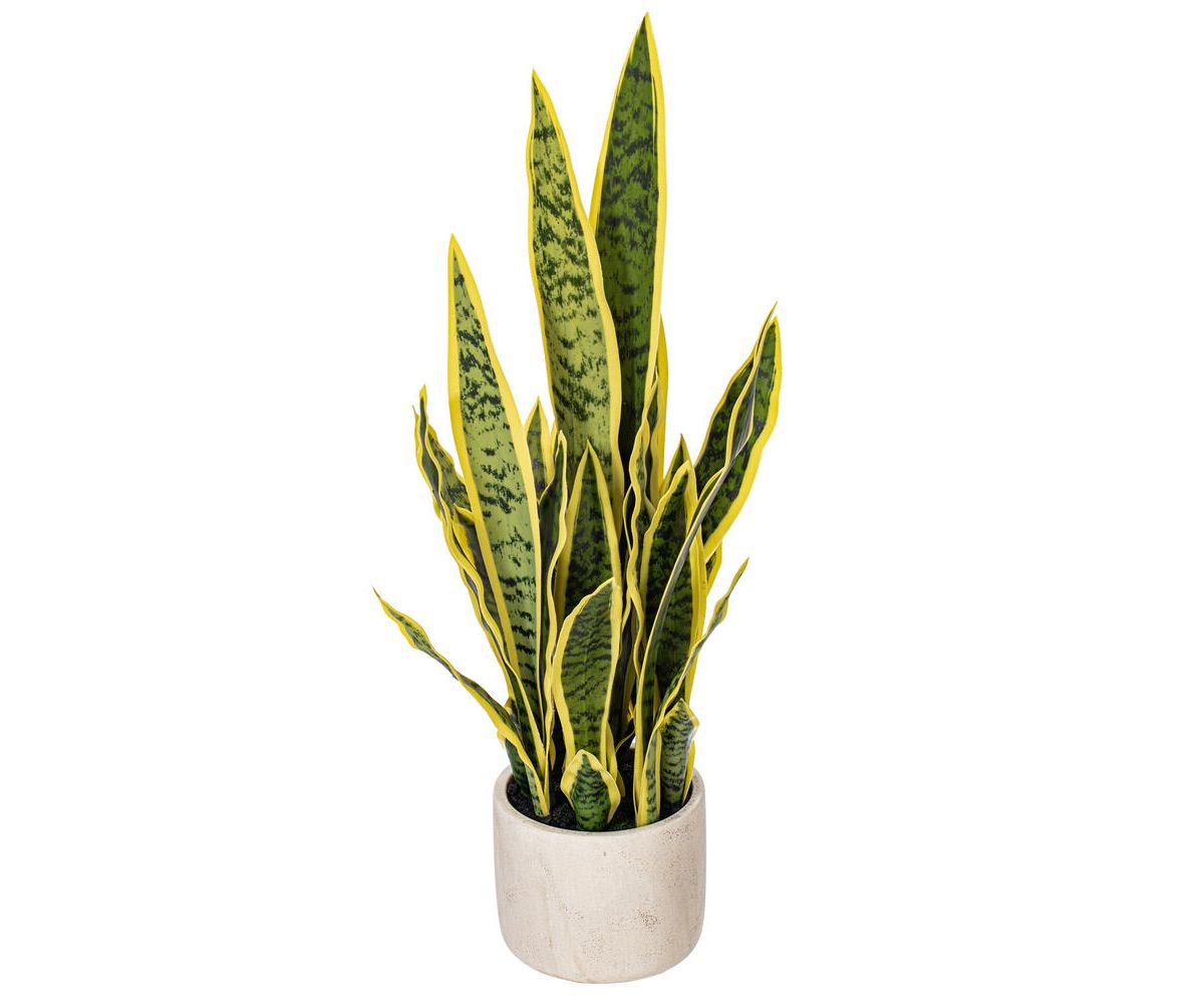 Vickerman 28" Artificial Green Snake Plant in 6 x 6 x 6" Gray Cement Pot. Green plant with yellow edges.